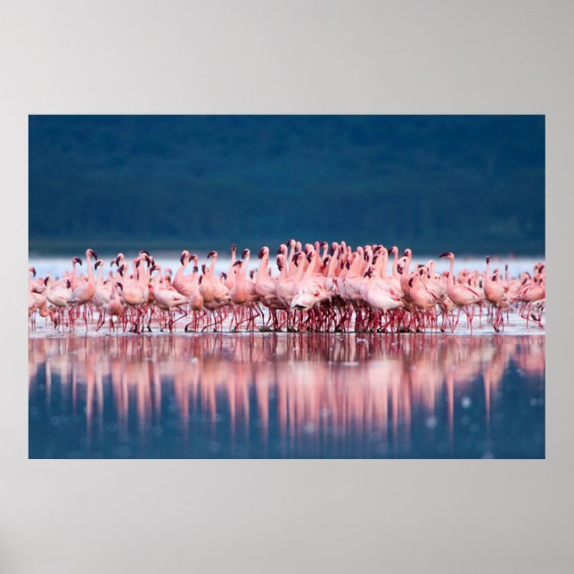 Pôster Grande Grupo de Flamingos Menores (Frente)