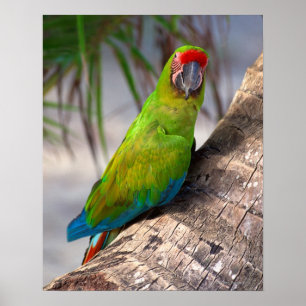 Poster Grande macaw verde em uma árvore
