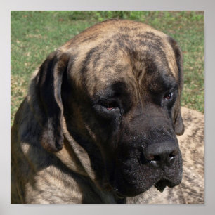 Poster Grande Mastiff do inglês do retrato da cabeça de