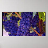 Grande Monte de Uvas Roxas Suculentas