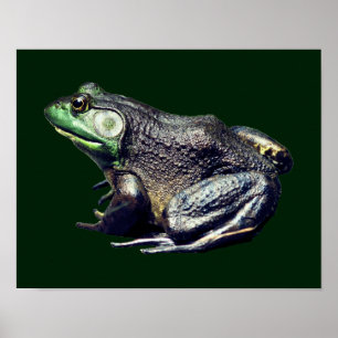 Poster Grande Natureza Velha do Bullfrod