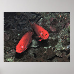 Poster Grande Par de Olhos-de-Olo