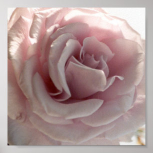 Pôster grande rosa do rosa