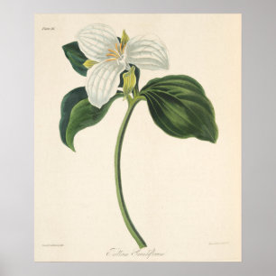 Pôster Grande Trillium florescido