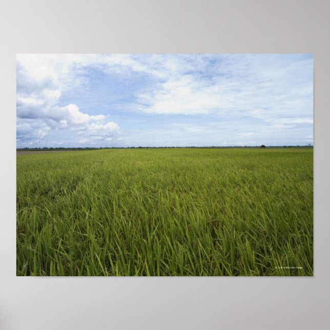 Poster grandes campos de arroz abertos (Frente)