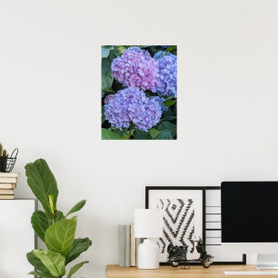 Poster Grandes e Lindos Blooms de Hortênsia Floral