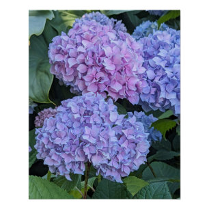 Pôster Grandes e Lindos Botões de Hortênsia Floral