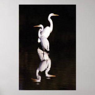 Poster Grandes Egrets