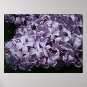 Poster Grandes flores do Lilac