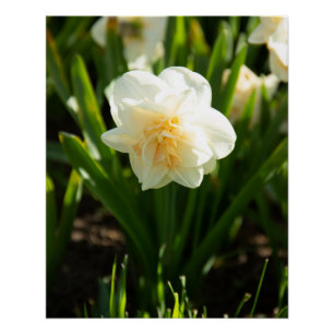 Pôster Grandes narcisos brancos em um dia de primavera