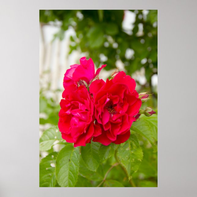 Poster Grandes rosas vermelhas no jardim (Frente)