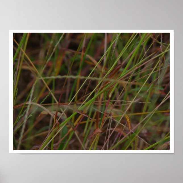 Pôster Grãos (Frente)