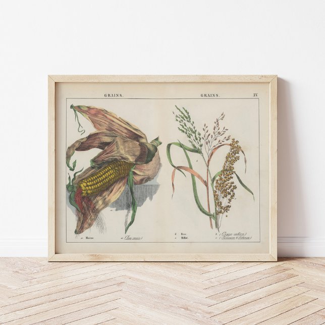 Poster Grãos | Charlotte Mary Yonge (Criador carregado)