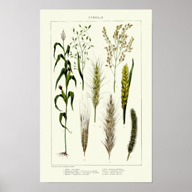 Poster Grãos de cereais antigos Trigo, Centeio, Cevada, A (Frente)