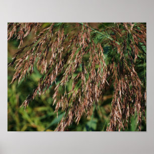 Poster Grãos Secos De Couro Fecham Natureza