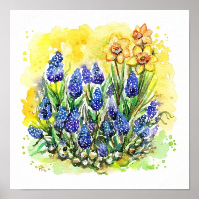 Poster Grape Hyacinth Garden (Frente)