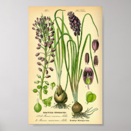 Poster Grape Hyacinth (Muscari neglectum)