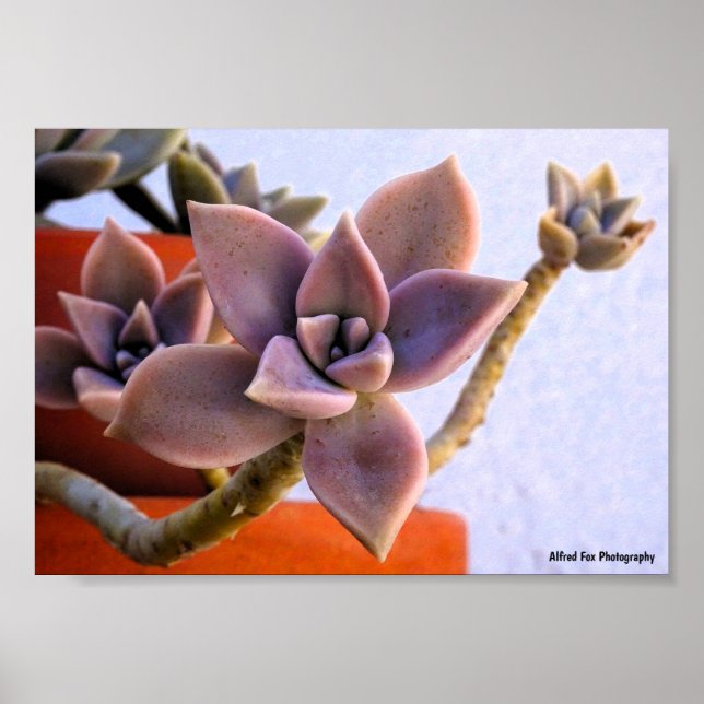 Poster Graptopetalum Paraguayense, Planta Fantasma Sucule (Frente)
