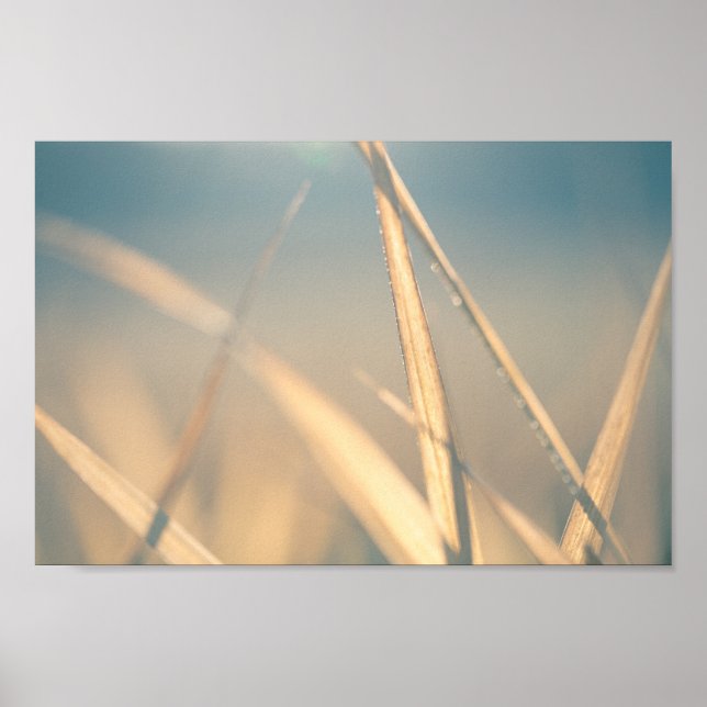 Poster Grass Floral Nature Foto (Frente)