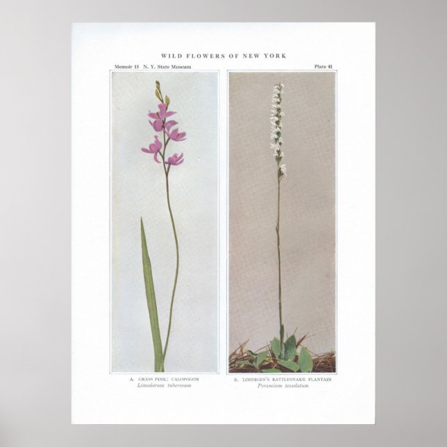 Pôster Grass Pink; Calopogon - Limodorum tuberosum and (Frente)