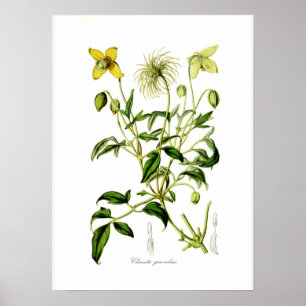 Pôster Graveolens do Clematis
