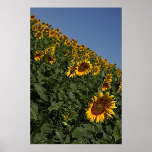 Pôster Gravidade (Frente)