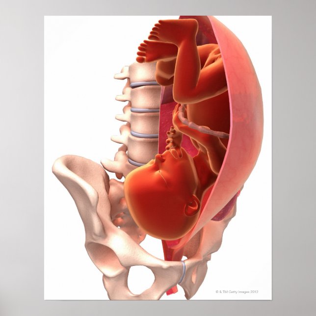 Pôster Gravidez (Frente)