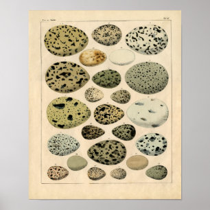 Pôster Gravura a água-forte zoológico clássica - ovos 