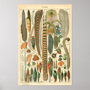 Poster Gravura a água-forte zoológico clássica - páss