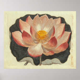 Poster Gravura antiga do lírio de água, flor de Lotus