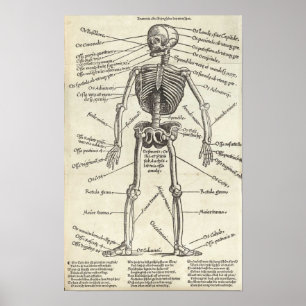 Poster Gravura da anatomia