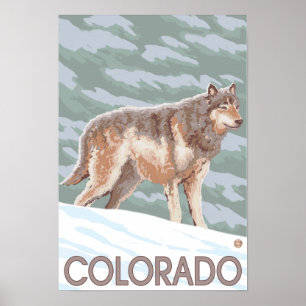 Pôster Gray Wolf StandingColorado