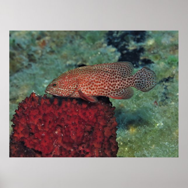 Poster Graysby on a Sponge (Frente)