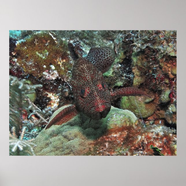 Poster Graysby Portrait (Frente)