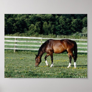 Poster Grazing Bay with White Socks