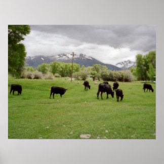 Pôster Grazing Cattle v2
