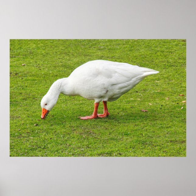 Poster Grazing Emden Goose (Frente)