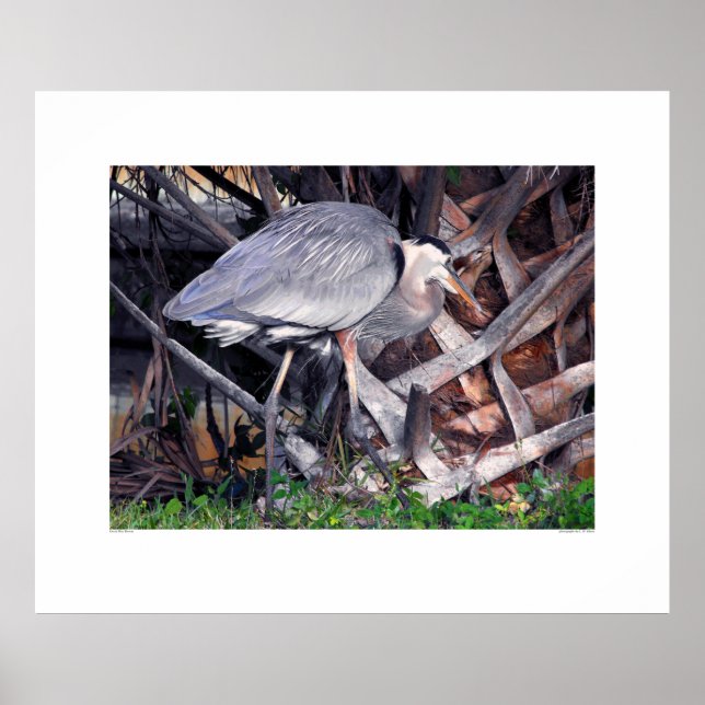 Pôster Great Blue Heron and Palm Tree (Frente)