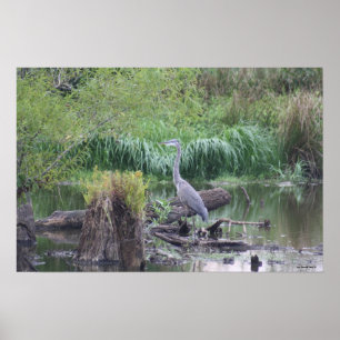 Poster Great Blue Heron Canvas Print