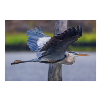 Pôster Great Blue Heron Flight Wildlife Bird Photography