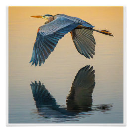 Pôster Great Blue Heron Flying Over Calm Water Poster