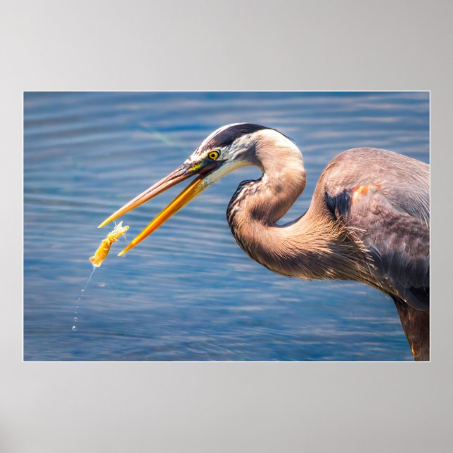 Poster Great Blue Heron Hunting Prey Wildlife Art Print (Frente)