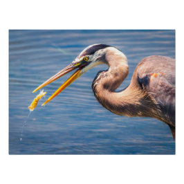 Pôster Great Blue Heron Hunting Prey Wildlife Art Print