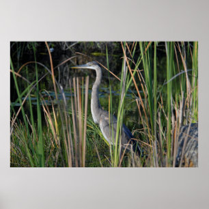 Poster Great Blue Heron in the Everglades Grass