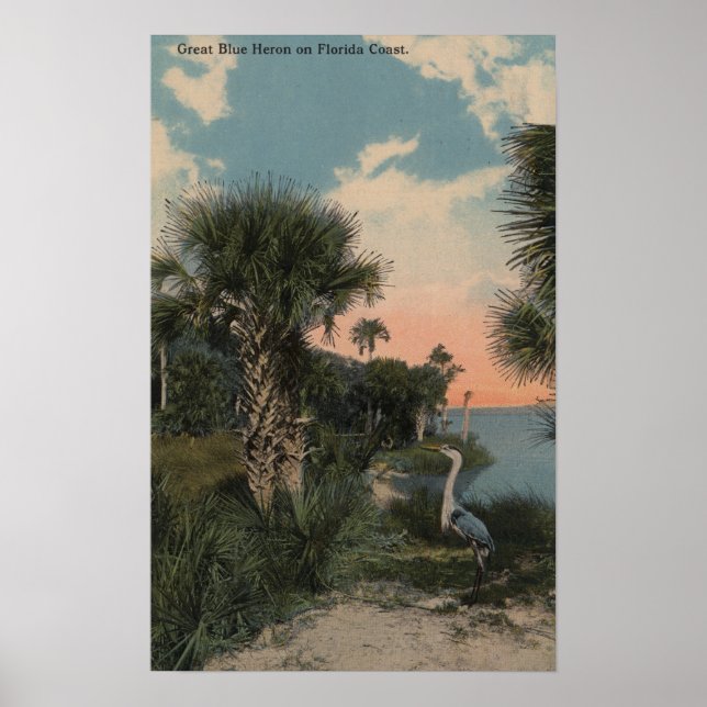 Poster Great Blue Heron on Florida Coast Beach (Frente)