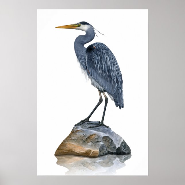 Poster Great Blue Heron on Rock (Frente)