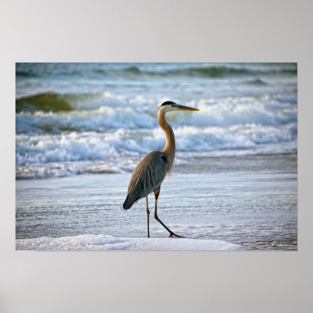 Poster Great Blue Heron on the Beach (Frente)