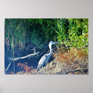 Poster Great Blue Heron Photo