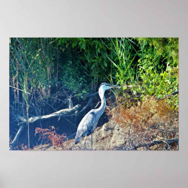 Poster Great Blue Heron Photo (Frente)