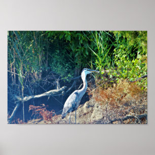 Poster Great Blue Heron Photo